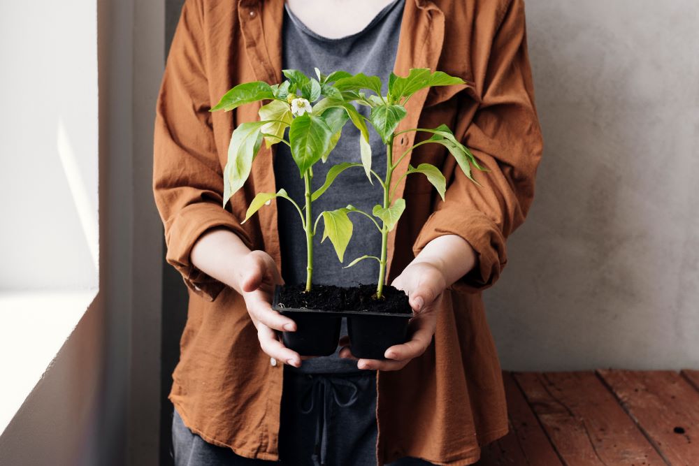 Cultivating a Greener Tomorrow